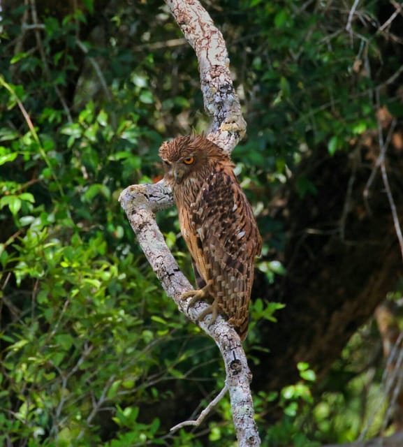 Wilpattuwa National Park Full/Half Day Private Safari - Included Amenities