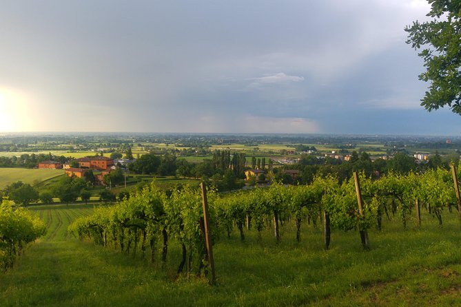 Winetour and Tasting on Bologna Hills, Guided by the Wine Grower - Cancellation and Refund