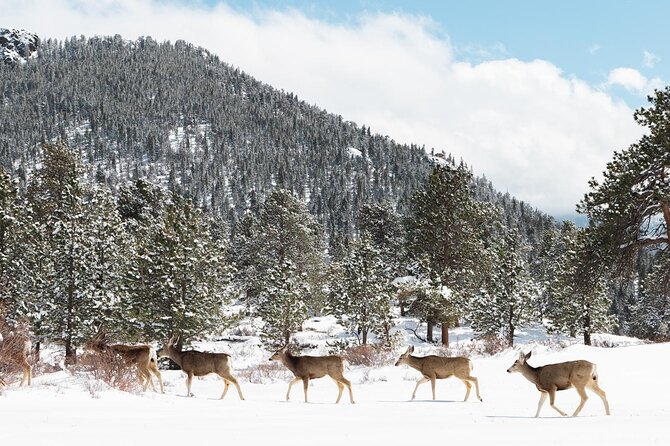 Winter / Spring Private Rocky Mountain National Park Guided Tour - Viewing Frozen Waterfalls