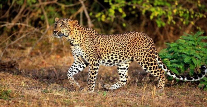 Yala: 1 Day Leopard Safari With Picnic Lunch From Hambantota - Important Information