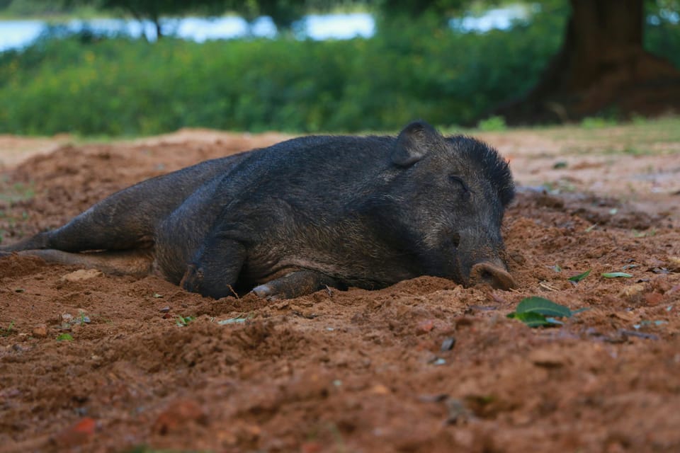 Yala Block 5 & 6 (Weheragala & Lunugamwehera) Safari Tours - Inclusions and Amenities