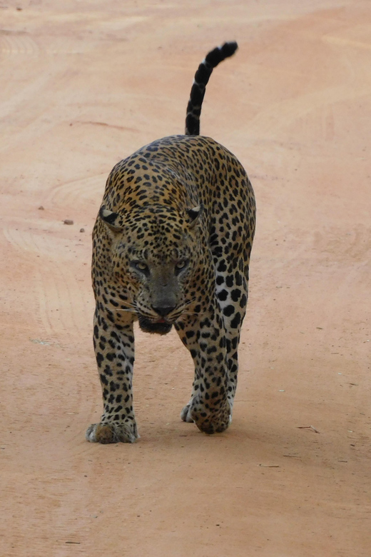 Yala FULL DAY Safari: (12 Hours) Tour With Breakfast & Lunch - Inclusions and Amenities