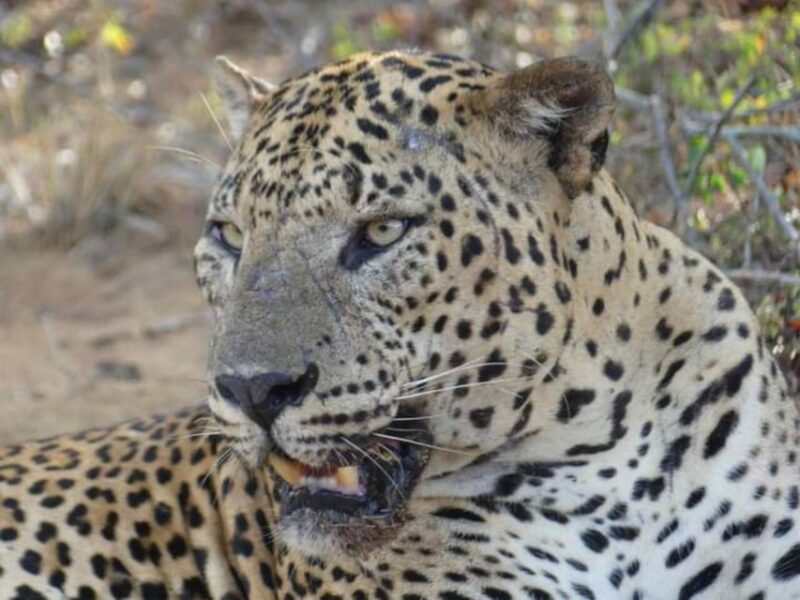 Yala National Park Budget Safari - Jeep and Timing