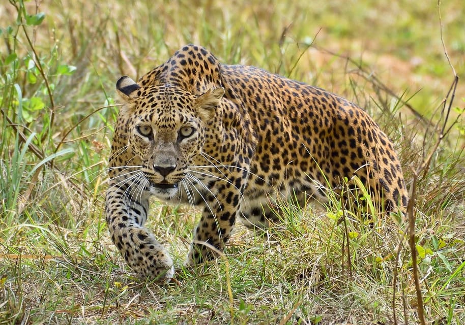 Yala National Park: Full-Day Safari Tour From Colombo - Wildlife Highlights