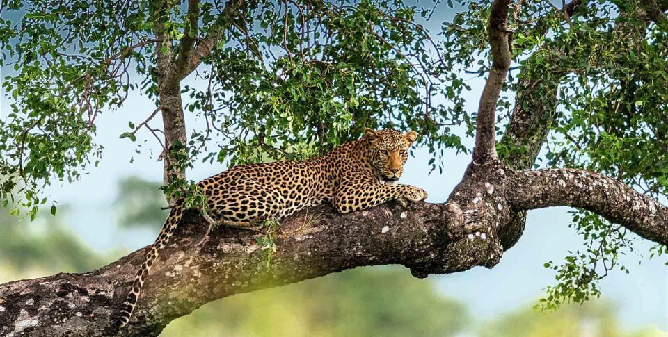 Yala National Park: Leopard Safari Day Tour From Colombo - Inclusions