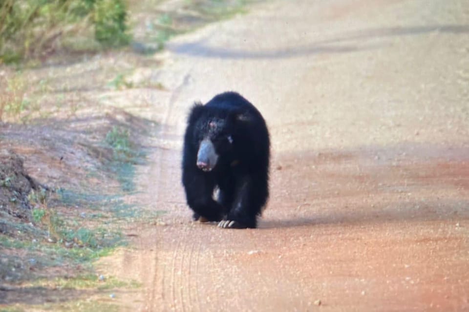 Yala National Park : Morning Afternoon Adventure Safari - Conservation and Responsible Tourism