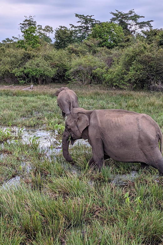 Yala National Park: Morning Afternoon Safari (All Inclusive) - Conservation Commitment