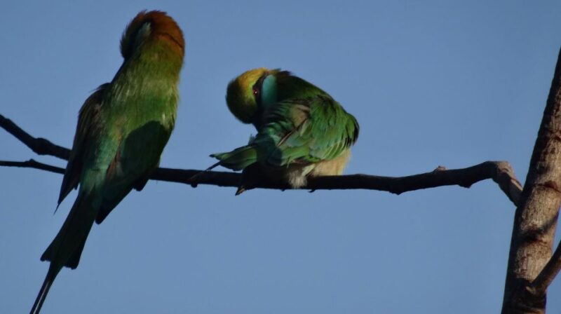 Yala National Park: Morning or Afternoon Game Drive - Included Amenities