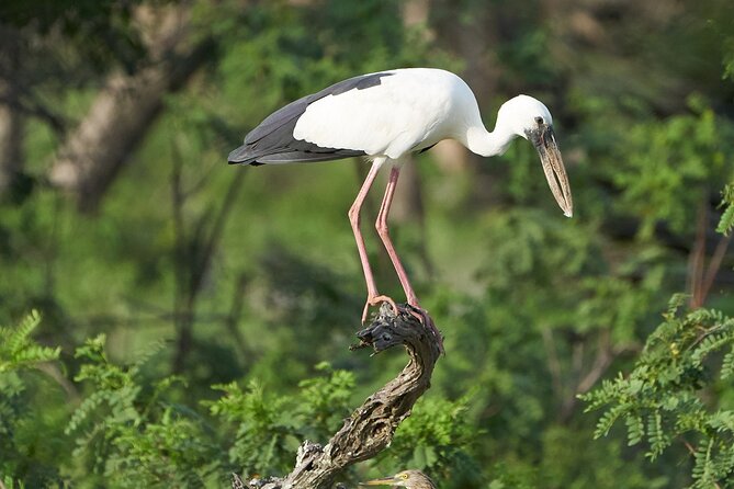 Yala National Park Private Safari Tour - Tips for a Great Safari