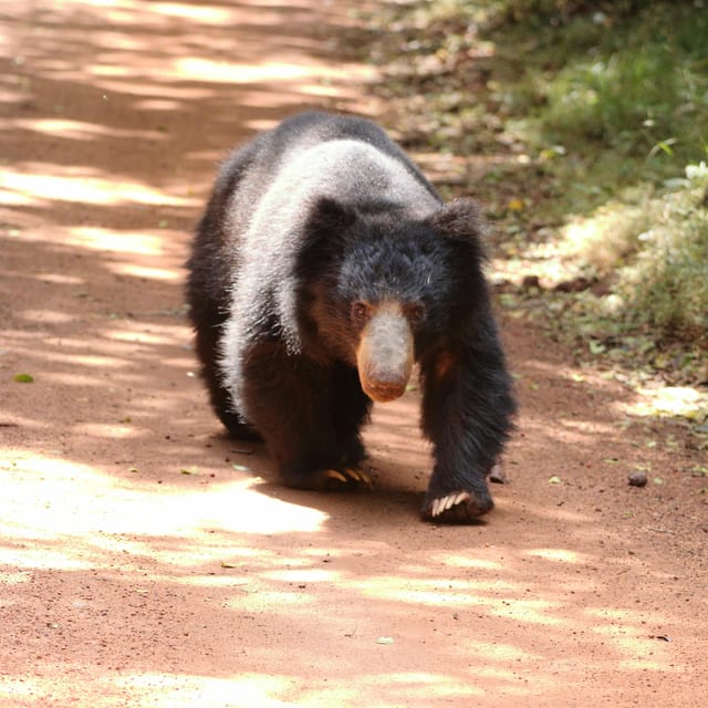 Yala National Park Safari Tours - 2 Options - Inclusions and Comfort