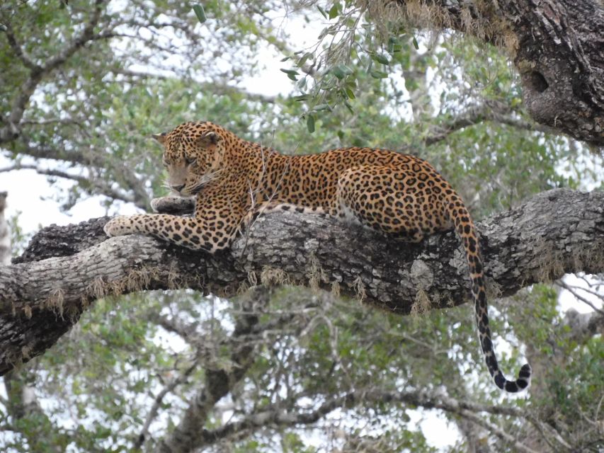 Yala National Park Safari Tours: Half Day and Full Day - Inclusions and Exclusions