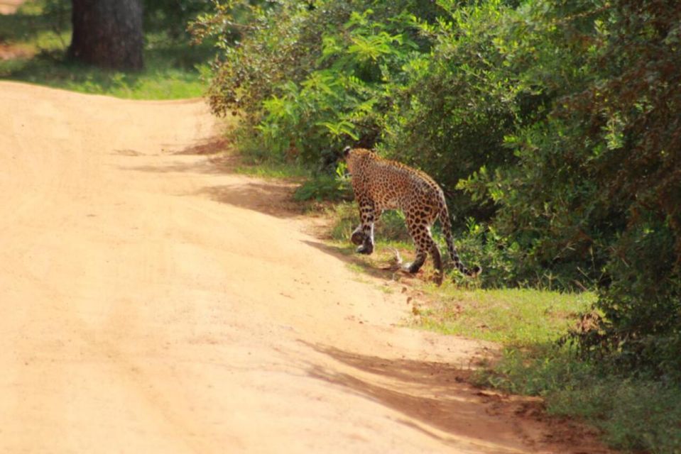 Yala National Park Sharing Safari (5 Hours) - Schedule and Timing of the Safari