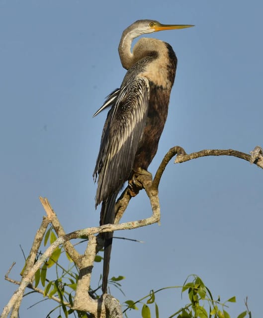 Yala National Park: Thrilling Wild Morning Afternoon Safari - Conservation Commitment