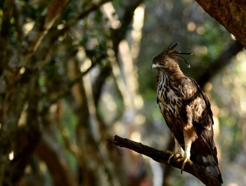 Yala National Park Wildlife Safari From Kaluthara - Diverse Wildlife