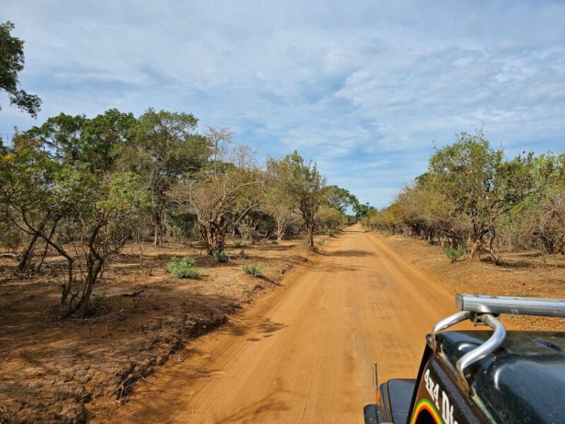 Yala National Park Wildlife Safari From Tangalle - Safari Experience and Highlights