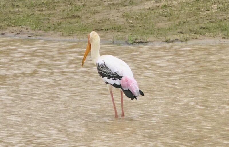Yala Safari Day Tour - Bentota/Aluthgama/Ahungalla/Kosgoda - Inclusions