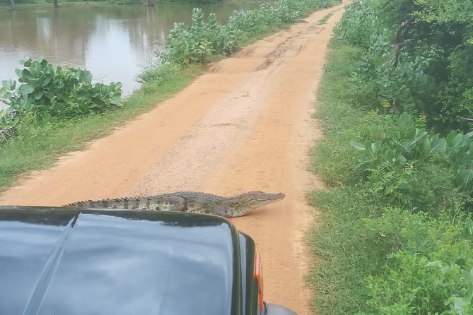 Yala Safari Jeep Tour With Abraham Travel - Wildlife Encounters