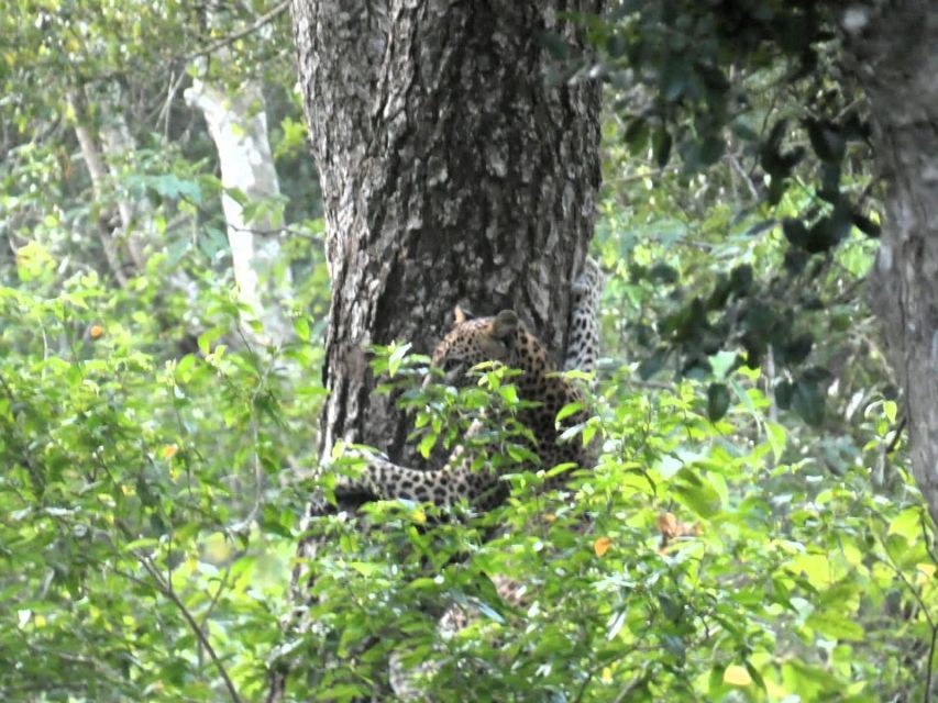 Yala Safari W Tush, With Pickup From Ella & Drop off at Ella - Historical Context of Yala National Park