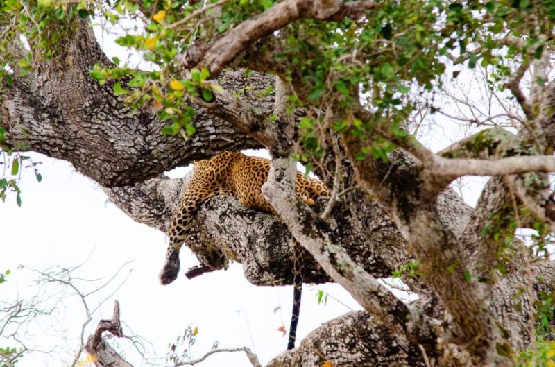 Yala Safari With Jeep & Entrance Tickets From Colombo - Inclusions
