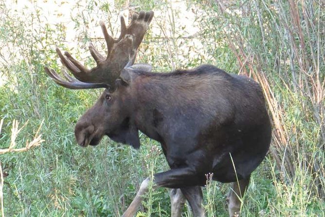 Yellowstone National Park - PRIVATE Full-Day Lower Loop Tour From Jackson Hole - Accessibility Features