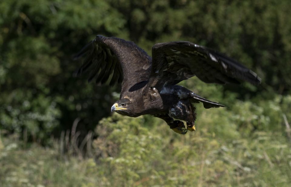 York: York Bird of Prey Centre Entry Ticket - Additional Recommendations