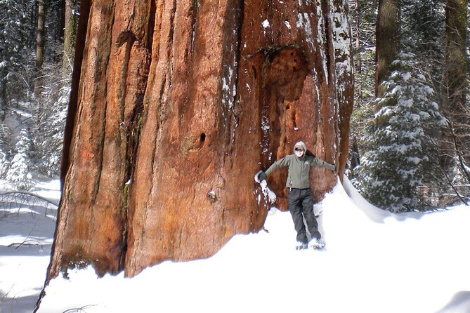 Yosemite Valley Discovery Walk - Physical Requirements and Accessibility