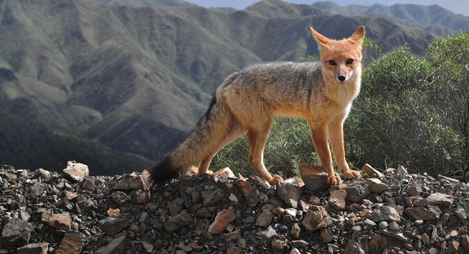 4x4 Private Photo Safari in the Andes - Villavicencio - Good To Know