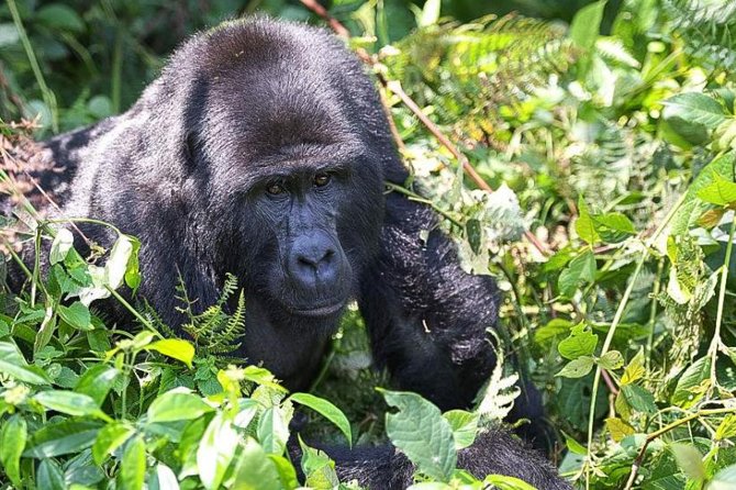 5-Day Pearl of Africa Chimps and Gorilla Trekking Safari - Good To Know