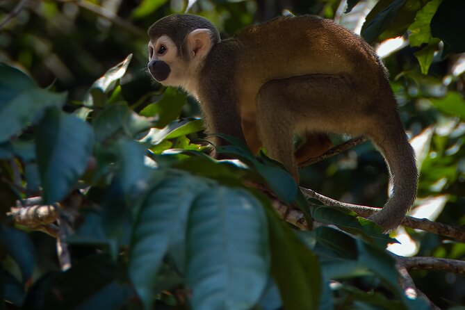 5 Days Cuyabeno Amazon Experience at Waita Lodge - Good To Know
