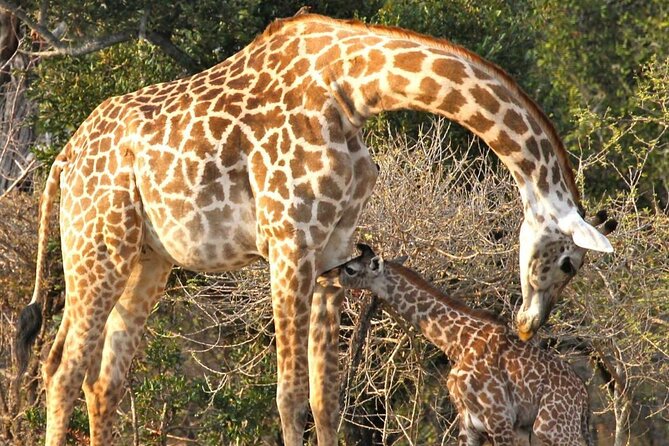 5-Days Selous Game Reserve and Mikumi National Park Tour - Good To Know
