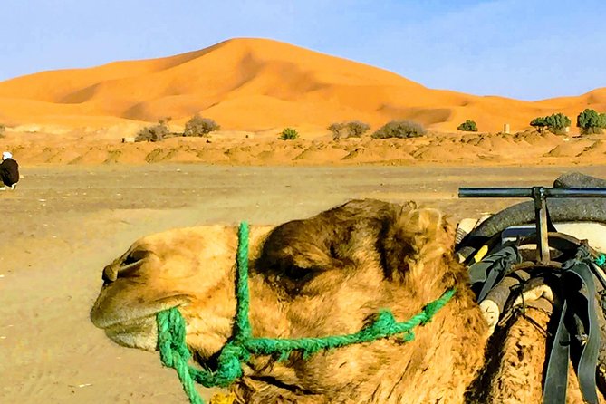 5 Days Tours From Tangier to Chefchaouen, Fez, Merzouga Desert and Marrakech - Good To Know