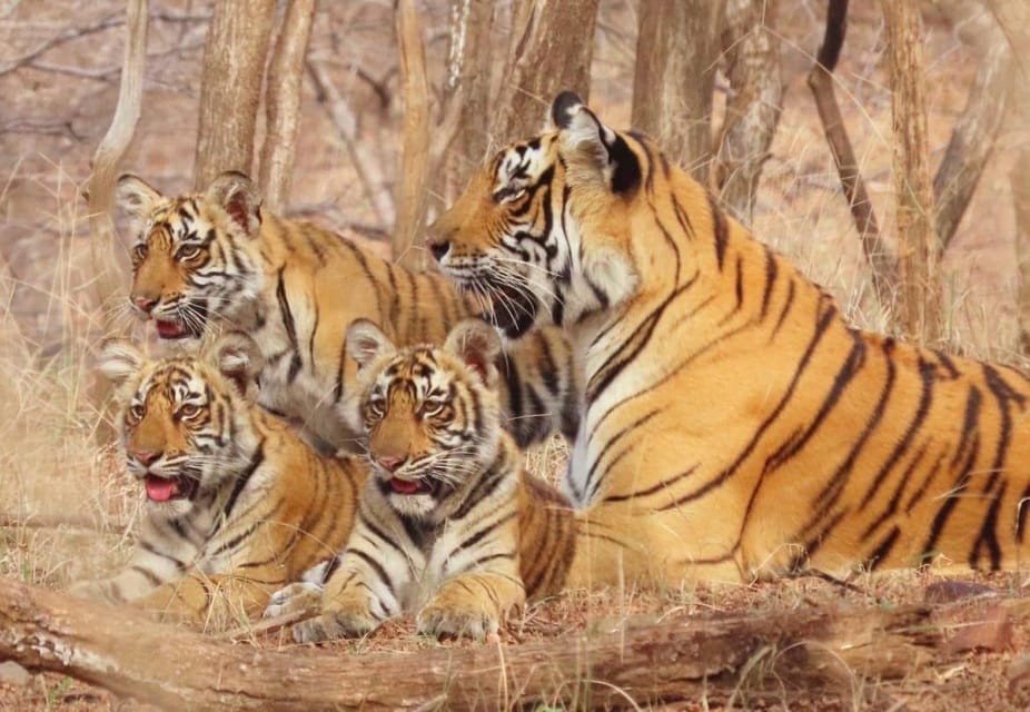 09-Days Golden Triangle Tour With Tiger & Leopard Safari - Meeting Point