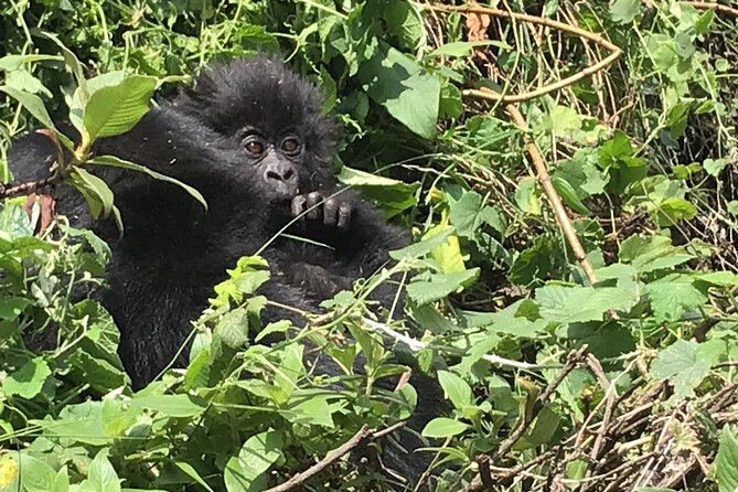 1 Day Gorilla Trekking Mgahinga Gorilla NP & Lake Bunyonyi - Customer Reviews