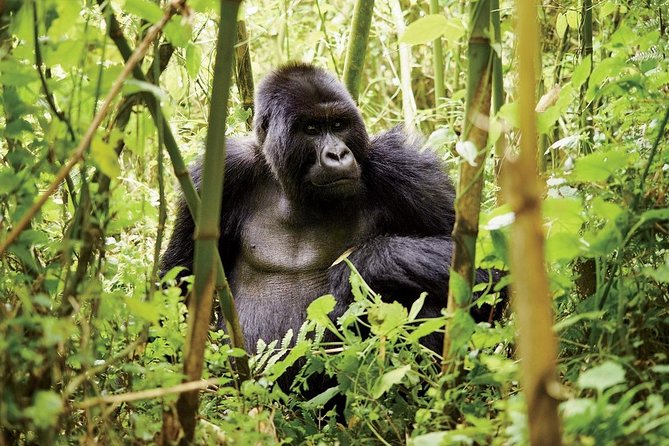 1 Day Gorilla Trekking Volcanoes National Park - Frequently Asked Questions