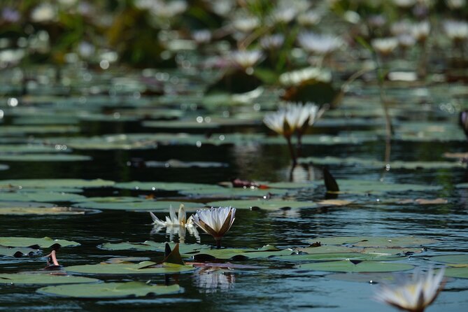 1 Day Okavango Delta Mokoro/Canoe Daytrip - Logistics and Inclusions