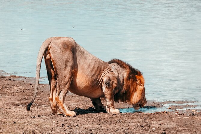 1 Day Tanzania - Selous Game Reserve Safari Tour - Wildlife Viewing Opportunities