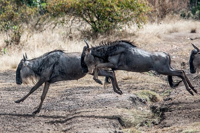 10-DAY Serengeti Wildebeest Migration Safari From Arusha - Wildlife Experiences