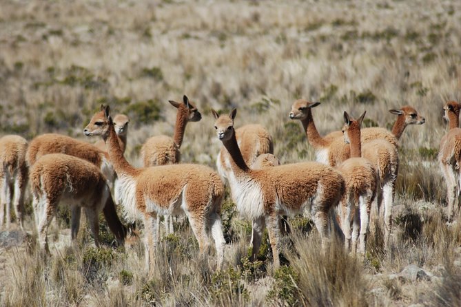 10-Day Tour From Lima: Amazon Jungle, Machu Picchu and Lake Titicaca - Booking and Inquiries