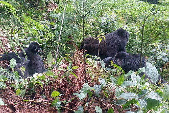 10 Days Uganda Gorilla & Chimpanzee Trekking Safari - Appreciating Local Culture
