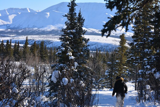 10 Hours Denali Winter Drive in Alaska - Tips for Your Journey