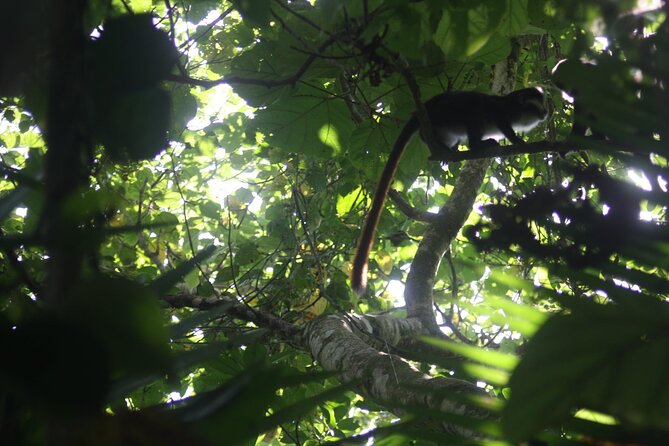 14 Days Uganda Safari Adventure, Gorilla Trekking and WildlifeTour - Traversing Murchison Falls National Park