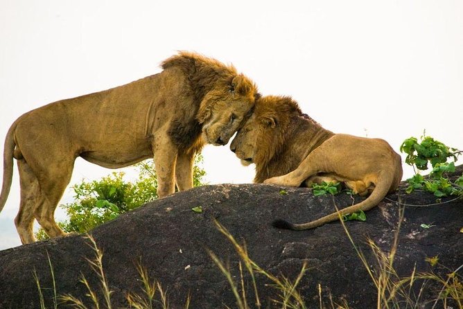 15 Day Gorillas, Chimps and Big 5 Safari Tour - Cancellation Policy