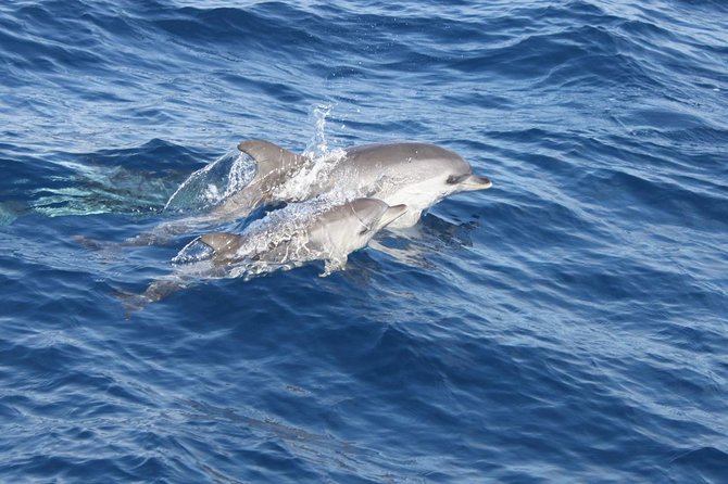 2.5-Hour Lanzarote Sunset Cruise From Marina Puerto Del Carmen - Customer Feedback and Ratings