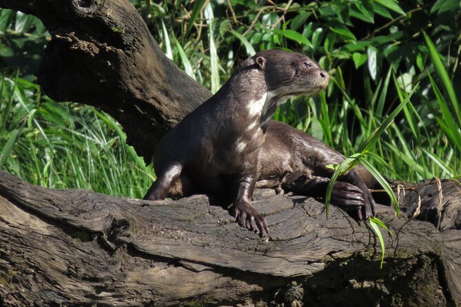 2-Day Jungle Tour: Lake Sandoval, Monkey Island, Hikes, Caiman, & Clay Lick - Wildlife Sightings