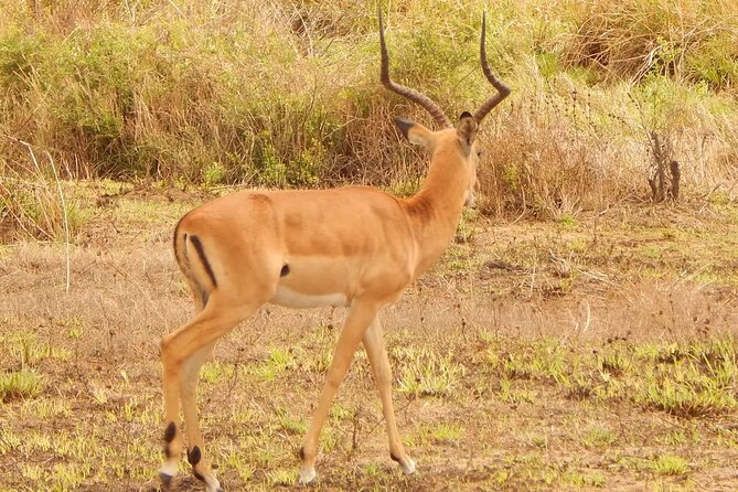 2 Day Safari to Mikumi National Park + Transfers From Dar Es Salam - Customer Feedback Highlights