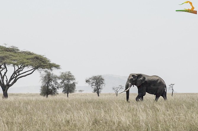 2 Day Serengeti Safari Experience From Mwanza - Preparation Tips for Travelers