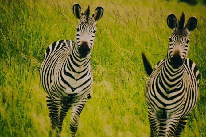 2 Days 1 Night Mikumi National Park From Dar Es Salaam - Booking Process