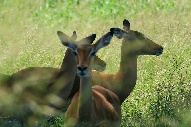 2 Days Saadani National Park From Zanzibar - Health Considerations