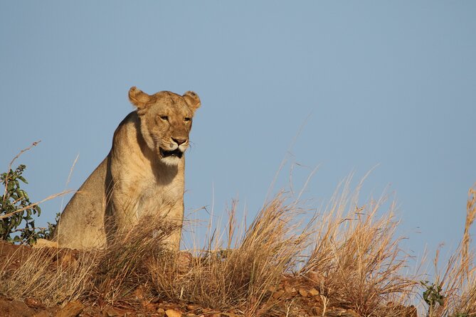 2 Days to Tarangire and Ngorongoro Crater - Traveler Experiences