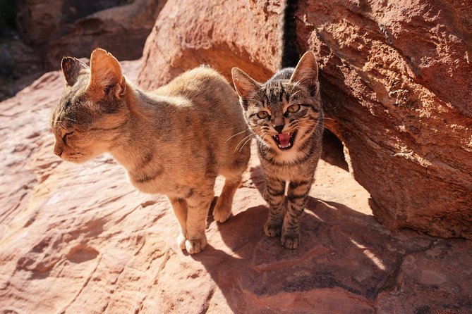 2 Days Tour | Petra, Wadi Rum & Dead Sea | Accommodation Included - Pricing Structure